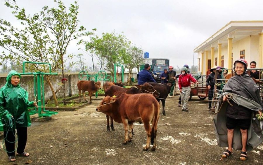 Hà Tĩnh: Trao 36 con bò giống cho các gia đình khó khăn
