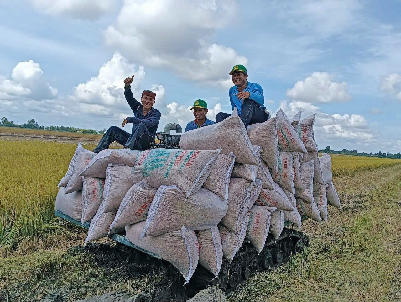 Gi&aacute; l&uacute;a gạo h&ocirc;m nay 27/12: Thị trường ổn định (Ảnh minh họa)