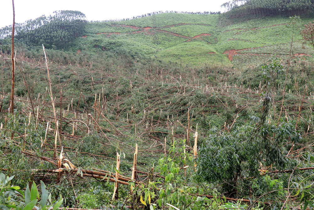 Bắc Ninh phê duyệt, công bố kết quả điều tra rừng