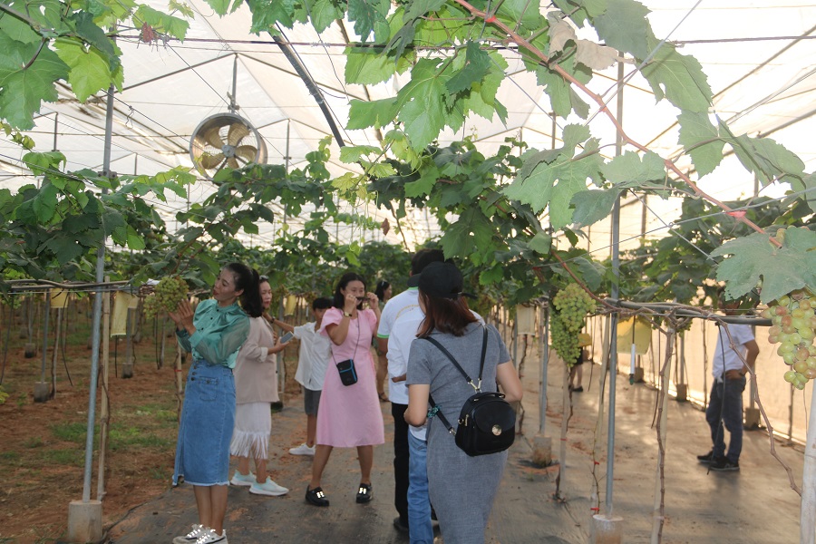 Vườn nho c&ocirc;ng nghệ cao trồng trong nh&agrave; m&agrave;ng tại B&igrave;nh Thuận (cũ)