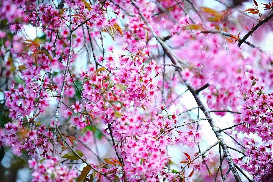 Lễ hội mai anh đ&agrave;o Đ&agrave; Lạt sẽ diễn ra trong thời gian 1 th&aacute;ng (từ 15.1 đến 15.2.2026)