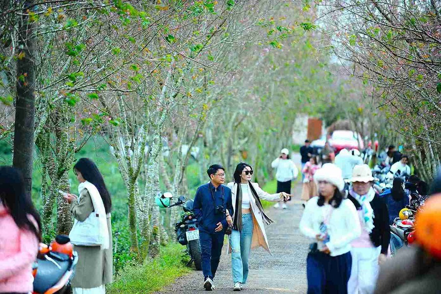 Mai anh đ&agrave;o nở hoa cũng l&agrave; l&uacute;c Đ&agrave; Lạt bước v&agrave;o giai đoạn thời tiết đẹp nhất trong năm