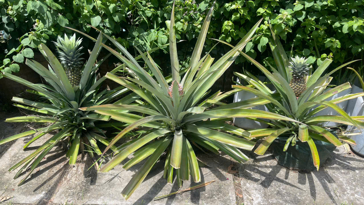 C&acirc;y tr&ocirc;̀ng được chăm b&oacute;n từ r&aacute;c thải bản địa kết hợp men vi sinh IMO