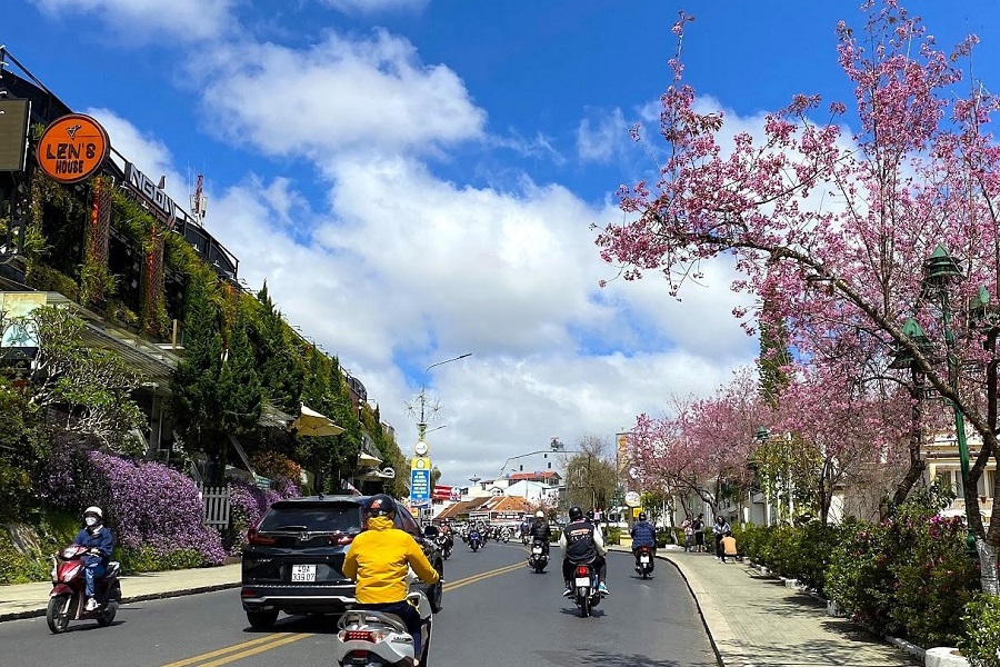 H&agrave;ng năm hoa mai anh đ&agrave;o Đ&agrave; Lạt thường nở rộ v&agrave;o giữa th&aacute;ng 1 đến giữa th&aacute;ng 2 dương lịch
