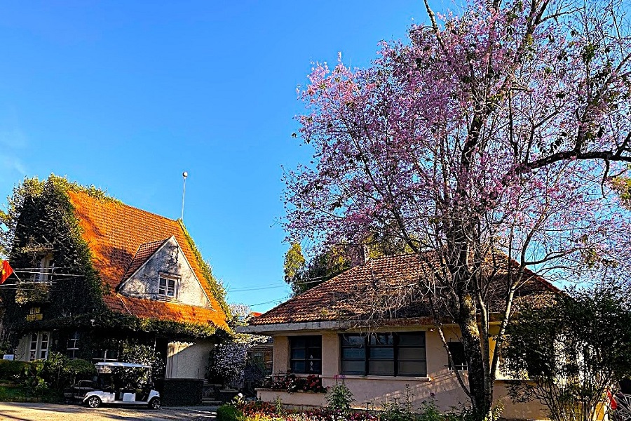 M&ugrave;a hoa mai anh đ&agrave;o Đ&agrave; Lạt c&oacute; thể k&eacute;o d&agrave;i đến 3 th&aacute;ng đầu năm