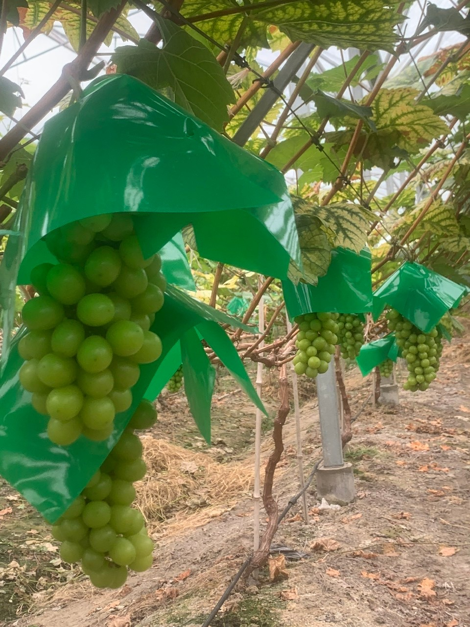 Hợp tác xã Huyền Trang - Hạt nhân sản xuất hàng hóa nông thôn