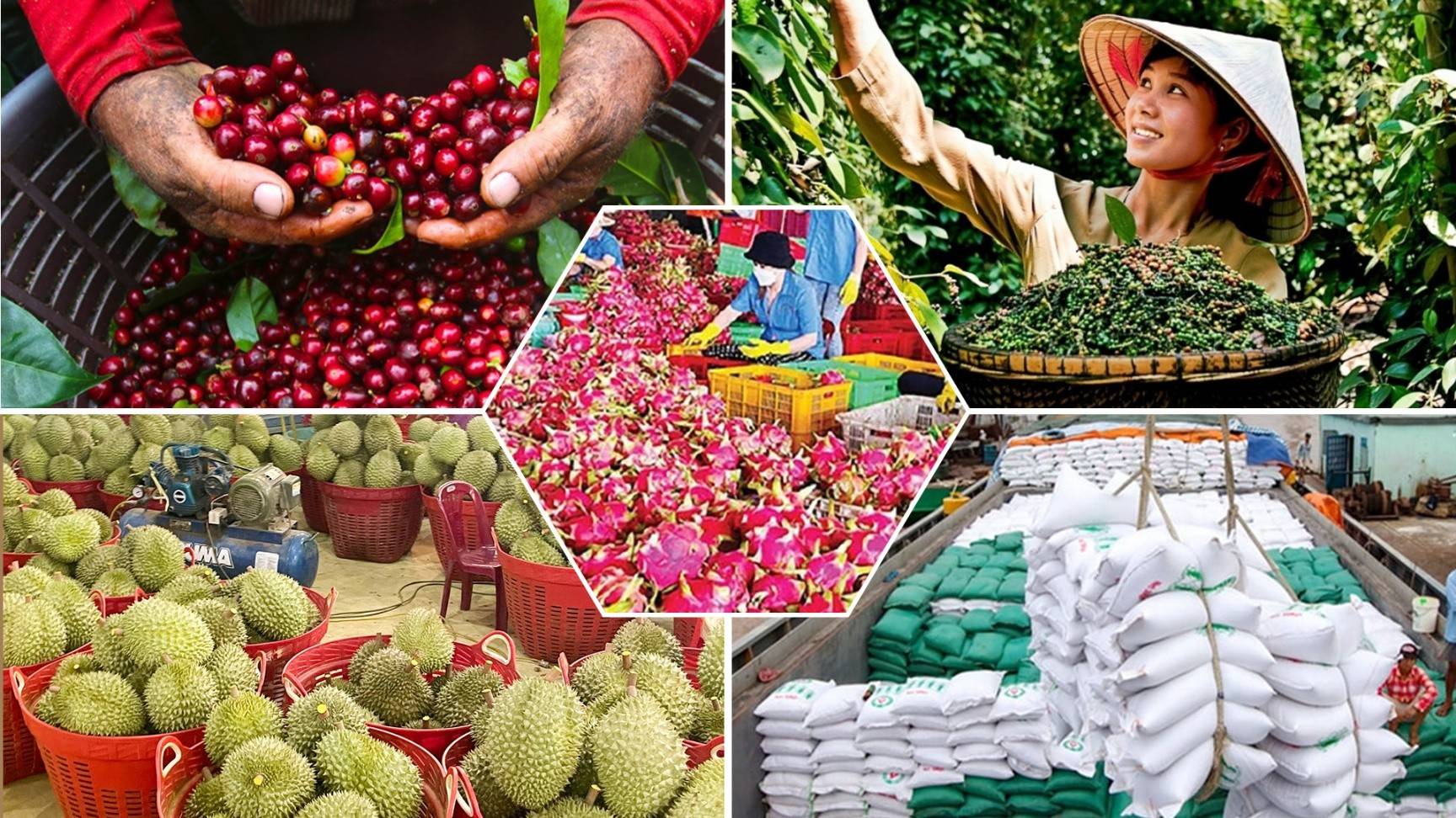 N&ocirc;ng sản Việt giảm gần 50% cảnh b&aacute;o SPS từ EU