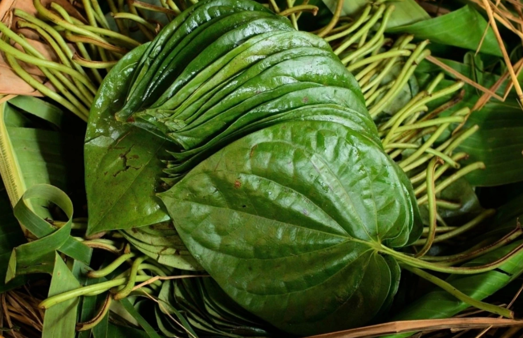 Cây dược liệu dân dã, ít người để ý nhưng tốt cho sức khỏe