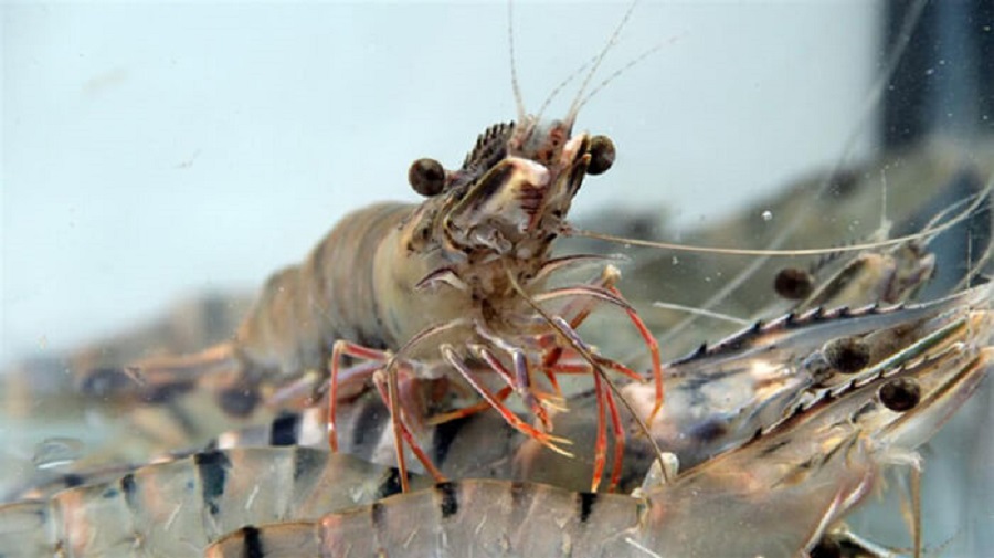 Festival tôm Cà Mau 2026: Từ sự kiện xúc tiến đến chiến lược nâng tầm thương hiệu tôm Việt