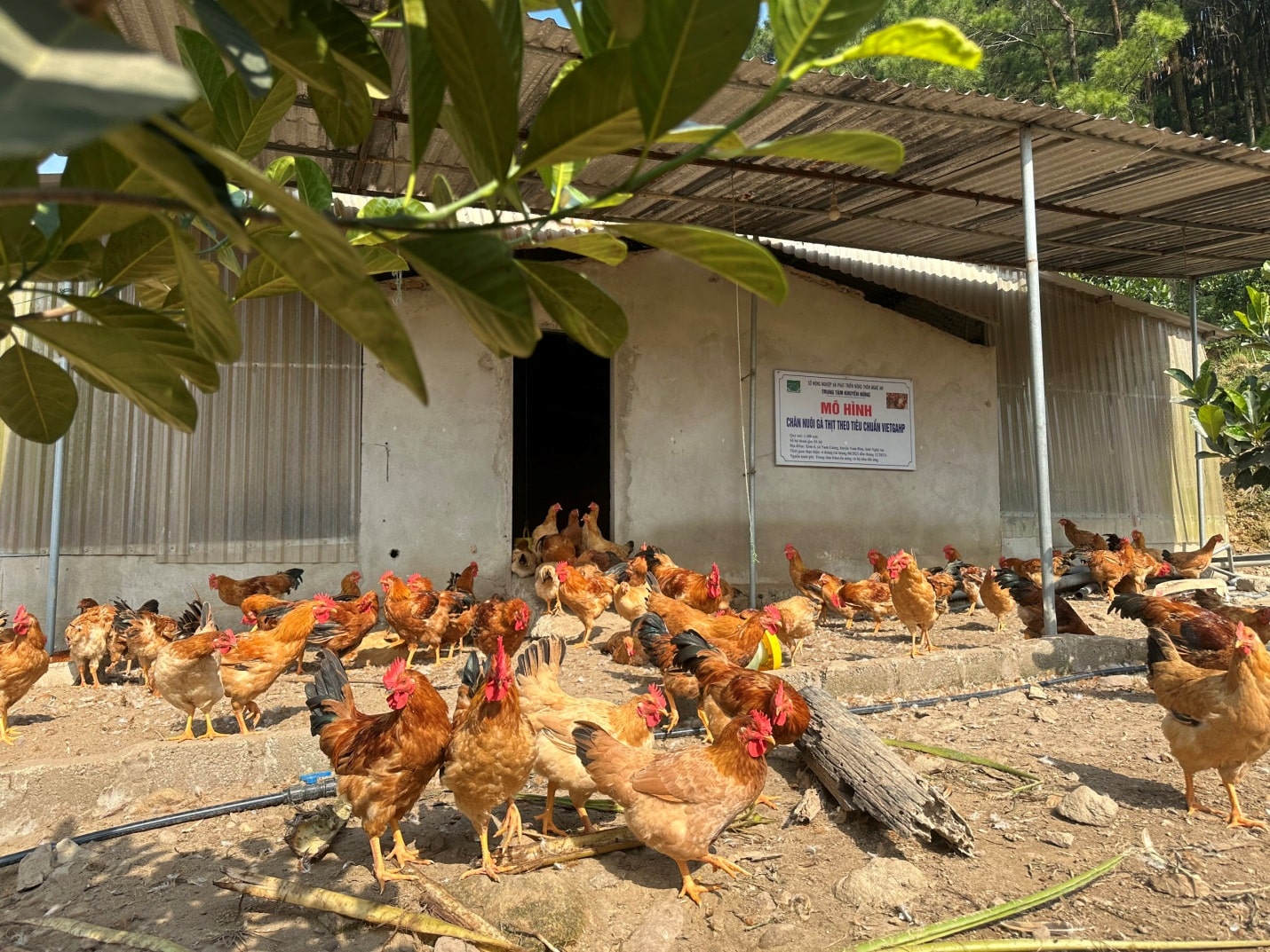 Thanh Hóa ban hành Kế hoạch phòng, chống dịch bệnh gia súc, gia cầm và tiêm phòng vắc xin năm 2026