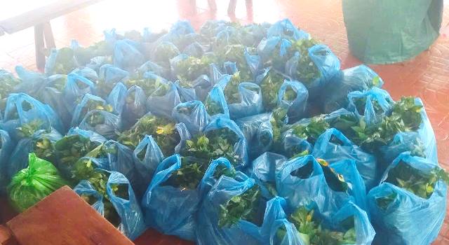 C&acirc;y giống s&acirc;m Ngọc Linh.