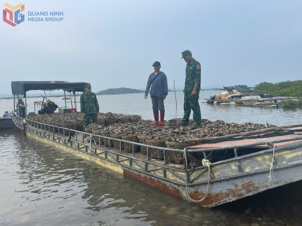 Đồn BP Tr&agrave; Cổ phối hợp với Đội đặc nhiệm Ph&ograve;ng chống ma t&uacute;y v&agrave; tội phạm -Ph&ograve;ng Nghiệp vụ (BĐBP tỉnh Quảng Ninh) bắt giữ một đối tượng d&ugrave;ng b&egrave; mảng vận chuyển tr&aacute;i ph&eacute;p 4 tấn h&agrave;u từ Trung Quốc về Việt Nam ti&ecirc;u thụ v&agrave;o 14/7