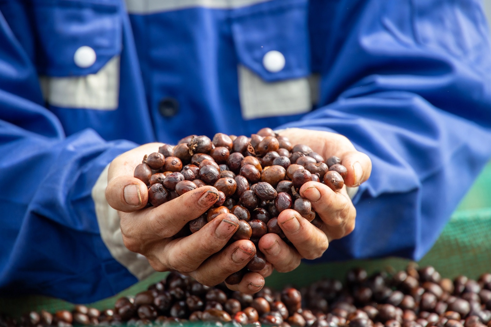 Gi&aacute; c&agrave; ph&ecirc; h&ocirc;m nay 30/12: Giảm mạnh tới 2.000 đồng/kg (Ảnh minh họa)