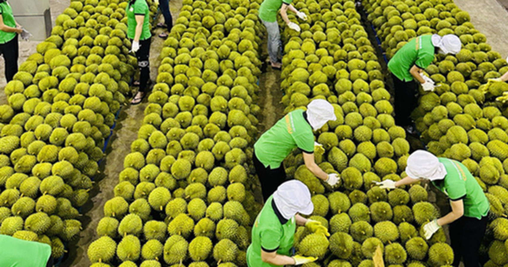 Ngành rau quả đặt mục tiêu kỷ lục 10 tỷ USD năm 2026