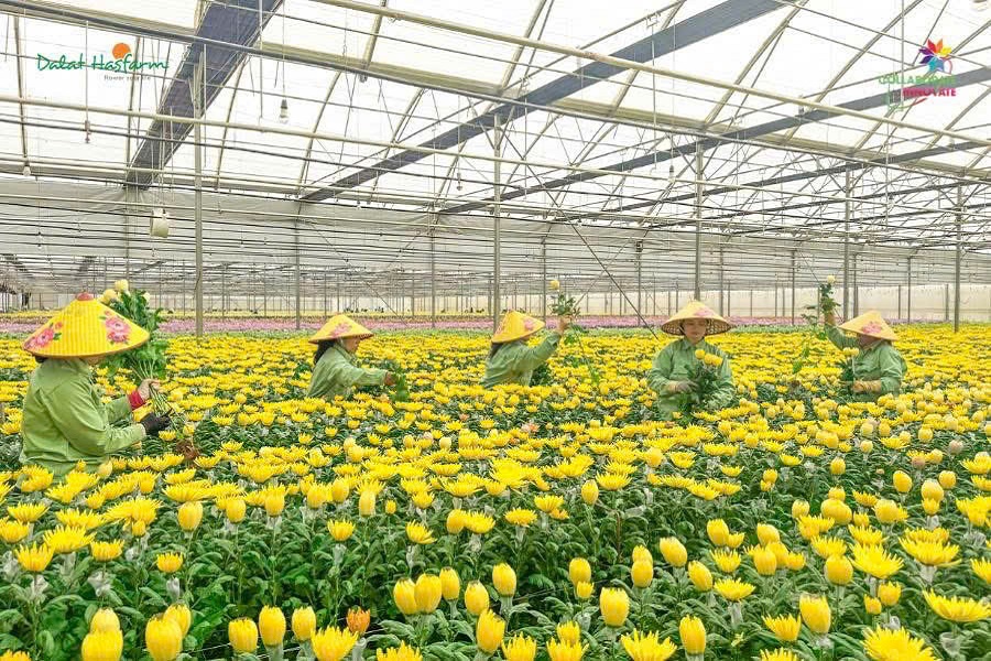 Sản phẩm n&ocirc;ng nghiệp của tỉnh L&acirc;m Đồng đa dạng v&agrave; phong ph&uacute;