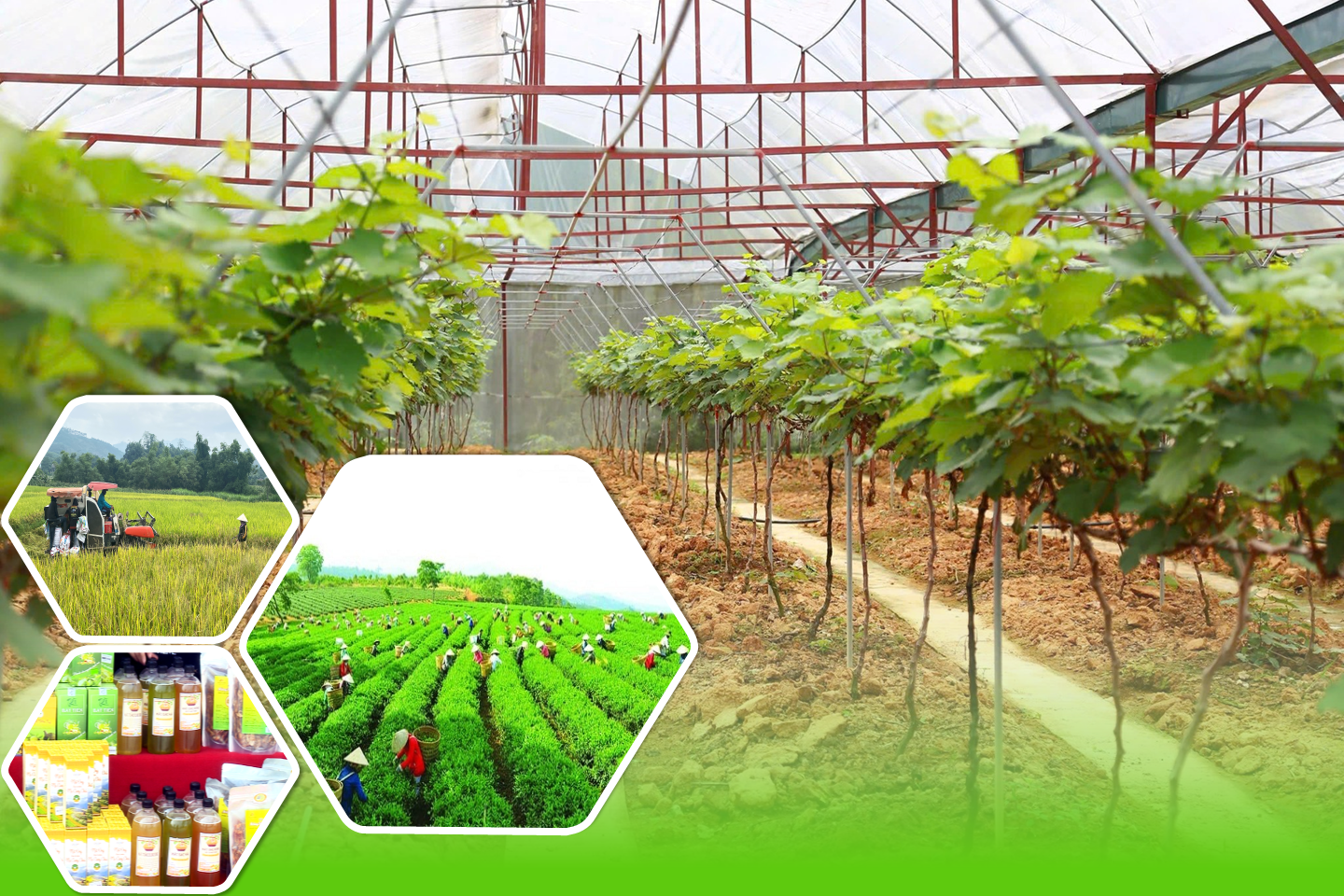 Lào Cai tái cấu trúc kinh tế tập thể, tạo trụ đỡ cho phát triển bền vững