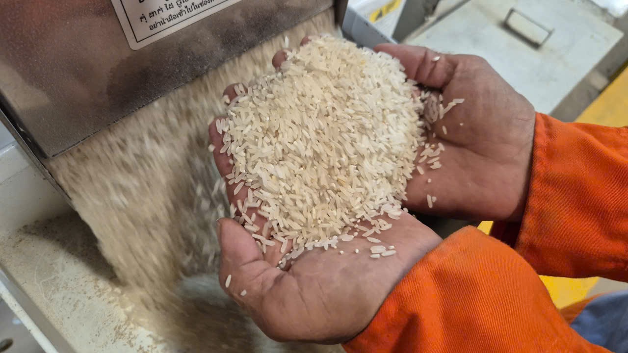 Gi&aacute; l&uacute;a gạo h&ocirc;m nay 31/12: Thị trường trầm lắng. (Ảnh minh họa)