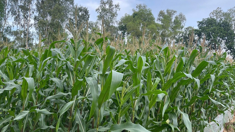 Nâng cao nhận thức cộng đồng - yếu tố then chốt trong bảo vệ môi trường nông thôn