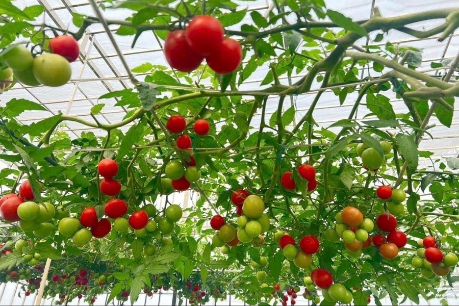 Nhiều n&ocirc;ng sản sạch của L&acirc;m Đồng đang được cung ứng cho thị trường trong nước v&agrave; xuất khẩu