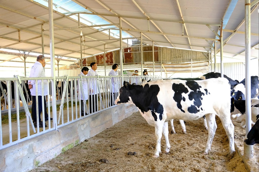 Nu&ocirc;i b&ograve; sữa mang lại hiệu quả kinh tế cao cho nhiều hộ d&acirc;n tại L&acirc;m Đồng