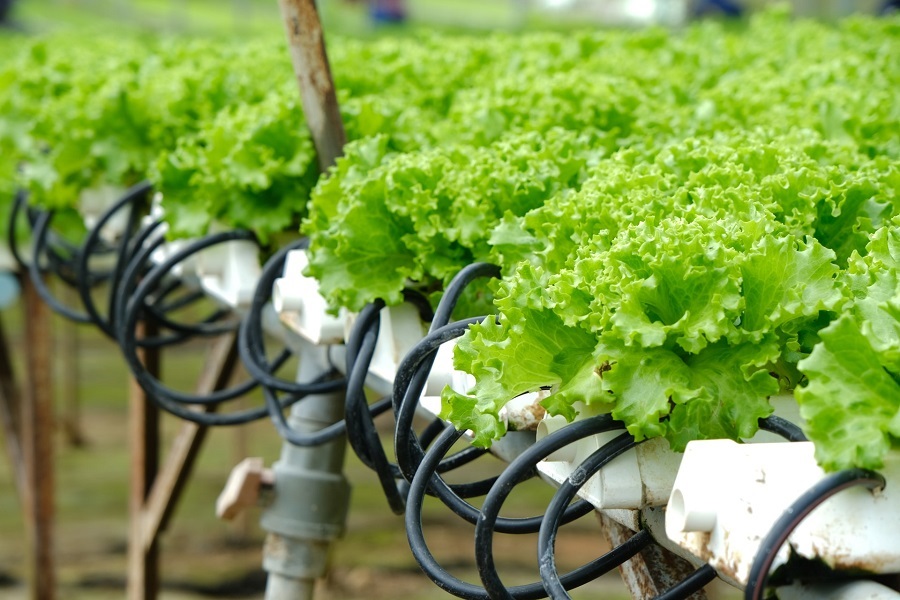 Sản xuất rau xanh theo hướng n&ocirc;ng nghiệp c&ocirc;ng nghệ cao. Ảnh Ho&agrave;ng Sa