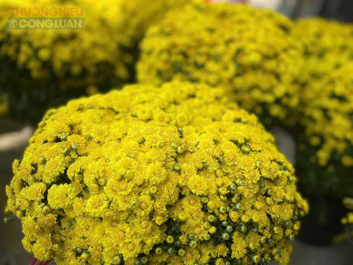 Khi Tết Nguy&ecirc;n đ&aacute;n c&ograve;n hơn một th&aacute;ng nữa mới đến, nhiều tuyến phố, chợ hoa tại H&agrave; Nội v&agrave; c&aacute;c đ&ocirc; thị lớn đ&atilde; rực rỡ sắc v&agrave;ng của c&uacute;c m&acirc;m x&ocirc;i. Lo&agrave;i hoa truyền thống gắn liền với ng&agrave;y Tết cổ truyền năm nay xuất hiện sớm hơn mọi năm, b&aacute;o hiệu kh&ocirc;ng kh&iacute; xu&acirc;n đang dần lan tỏa.