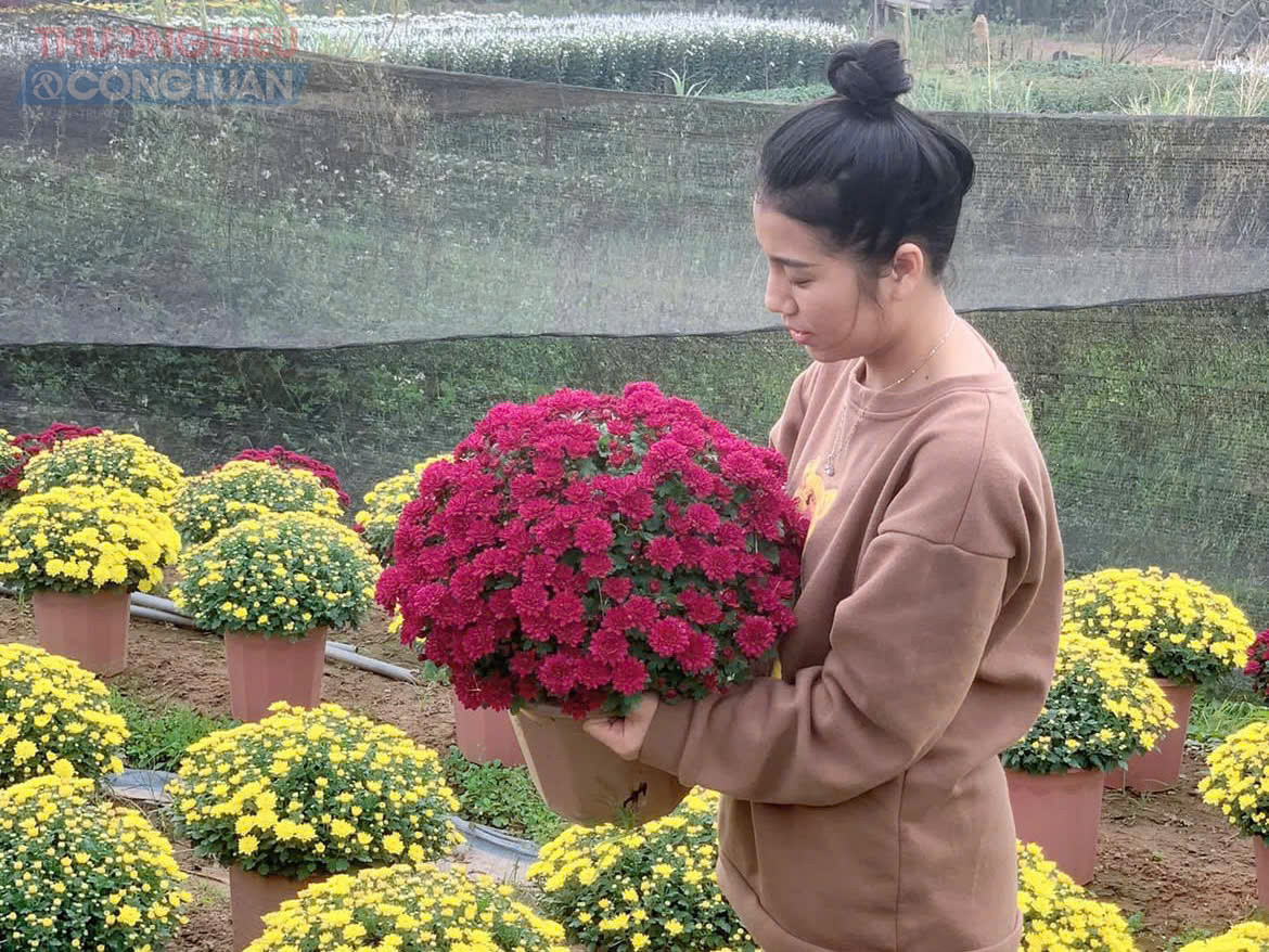 Gi&aacute; c&uacute;c m&acirc;m x&ocirc;i thời điểm n&agrave;y kh&aacute; đa dạng, t&ugrave;y theo k&iacute;ch thước v&agrave; d&aacute;ng chậu.