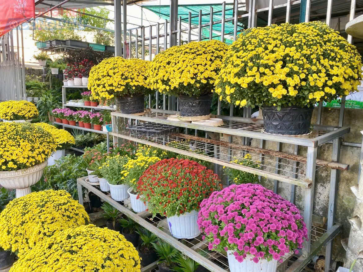 Ghi nhận tại c&aacute;c tuyến phố chuy&ecirc;n kinh doanh hoa cảnh như Ho&agrave;ng Hoa Th&aacute;m, &Acirc;u Cơ, Lạc Long Qu&acirc;n hay c&aacute;c chợ hoa truyền thống, c&uacute;c m&acirc;m x&ocirc;i được b&agrave;y b&aacute;n dọc hai b&ecirc;n đường, thu h&uacute;t đ&ocirc;ng đảo người d&acirc;n gh&eacute; xem, hỏi gi&aacute;.