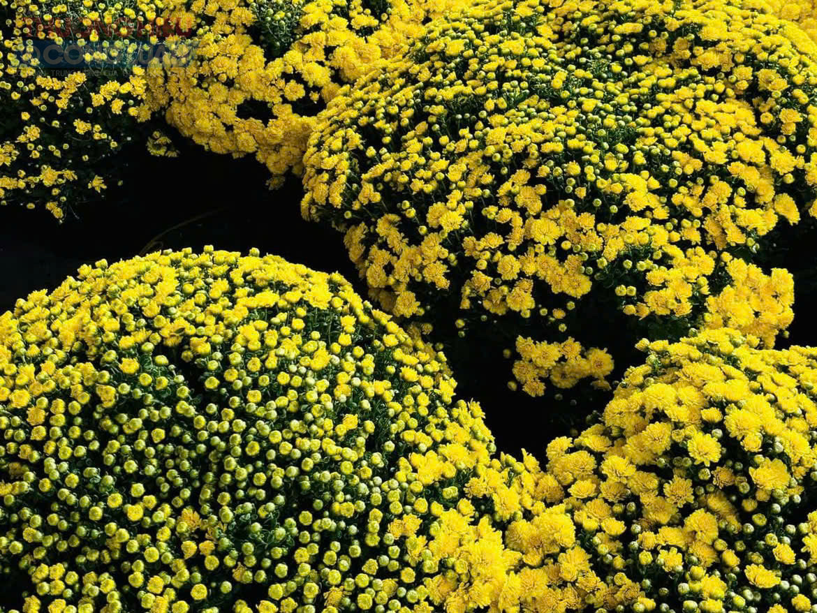 C&uacute;c m&acirc;m x&ocirc;i từ l&acirc;u được người d&acirc;n ưa chuộng kh&ocirc;ng chỉ bởi m&agrave;u sắc rực rỡ m&agrave; c&ograve;n bởi &yacute; nghĩa phong thủy tốt đẹp, tượng trưng cho sự sung t&uacute;c, đủ đầy.