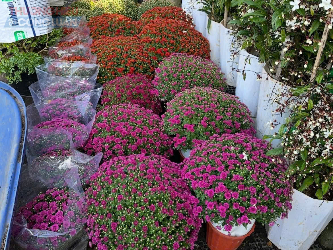 C&uacute;c m&acirc;m x&ocirc;i năm nay c&oacute; 3 m&agrave;u chủ đạo l&agrave; đỏ đ&ocirc;, t&iacute;m v&agrave; v&agrave;ng. Cả 3 m&agrave;u đều được mọi người y&ecirc;u th&iacute;ch v&igrave; m&agrave;u sắc đậm, tươi, c&aacute;nh hoa nhiều tầng, sắc n&eacute;t, khi hoa nở rộ c&ugrave;ng 1 l&uacute;c nh&igrave;n như những quả m&acirc;m x&ocirc;i tr&ocirc;ng v&ocirc; c&ugrave;ng đẹp mắt.