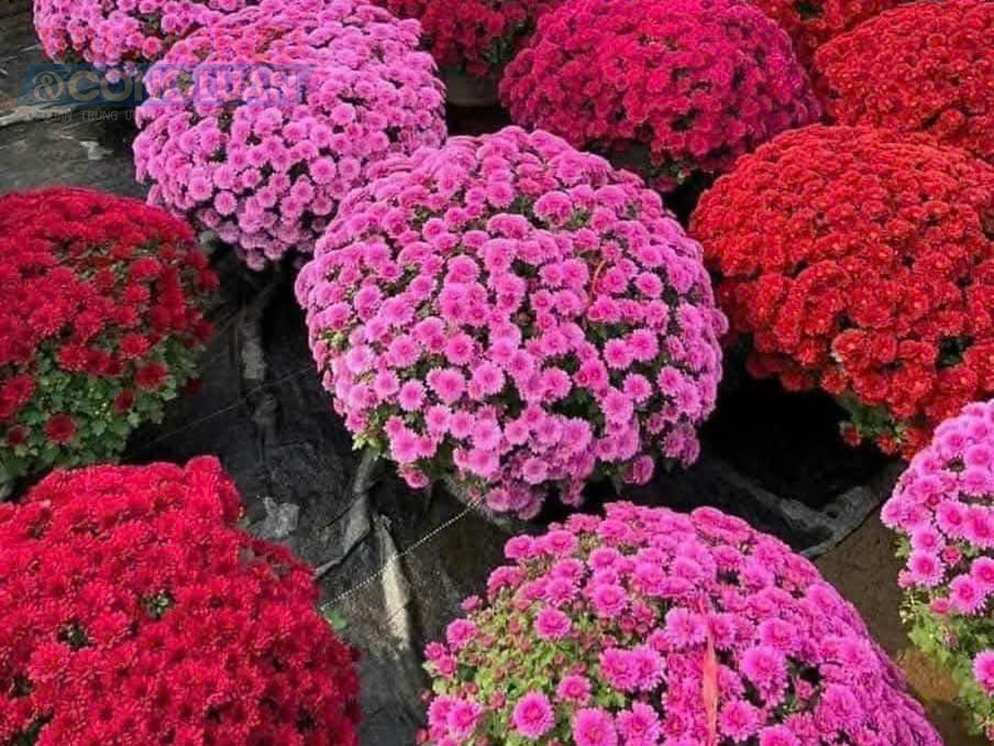 Việc c&uacute;c m&acirc;m x&ocirc;i &ldquo;xuống phố&rdquo; sớm kh&ocirc;ng chỉ g&oacute;p phần l&agrave;m kh&ocirc;ng gian H&agrave; Nội th&ecirc;m rực rỡ, m&agrave; c&ograve;n phản &aacute;nh sự linh hoạt của thị trường hoa Tết trong việc th&iacute;ch ứng với nhu cầu v&agrave; h&agrave;nh vi ti&ecirc;u d&ugrave;ng đang dần thay đổi.