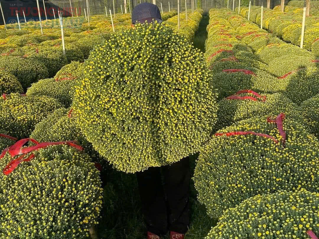 Theo c&aacute;c tiểu thương, năm nay thời tiết thuận lợi gi&uacute;p c&uacute;c sinh trưởng tốt, hoa nở đều, m&agrave;u v&agrave;ng tươi v&agrave; giữ được d&aacute;ng tr&ograve;n đẹp. &ldquo;C&uacute;c m&acirc;m x&ocirc;i l&agrave; loại hoa được nhiều gia đ&igrave;nh ưa chuộng v&igrave; tượng trưng cho sự sung t&uacute;c, vi&ecirc;n m&atilde;n. Thấy hoa đẹp, gi&aacute; chưa tăng n&ecirc;n nhiều người mua sớm để chơi Tết d&agrave;i ng&agrave;y,&rdquo; một tiểu thương tại chợ hoa Quảng B&aacute; cho biết.