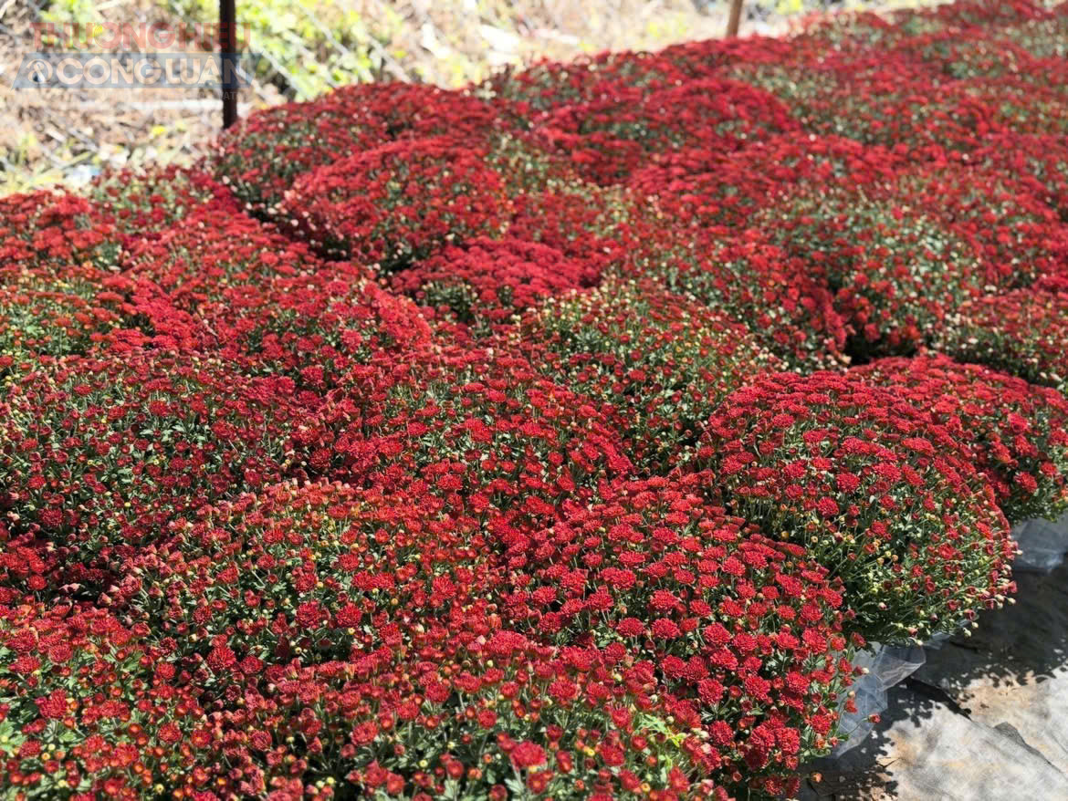 Theo ghi nhận, sức mua hiện chưa qu&aacute; s&ocirc;i động, chủ yếu l&agrave; kh&aacute;ch tham khảo hoặc đặt trước. C&aacute;c tiểu thương dự b&aacute;o thị trường sẽ bắt đầu nhộn nhịp hơn từ rằm th&aacute;ng Chạp trở đi, khi nhu cầu trang tr&iacute; nh&agrave; cửa tăng cao. Trong bối cảnh kinh tế c&ograve;n nhiều kh&oacute; khăn, người b&aacute;n cũng chủ động điều chỉnh nguồn h&agrave;ng, kiểm so&aacute;t chi ph&iacute; để tr&aacute;nh t&igrave;nh trạng tồn kho sau Tết.