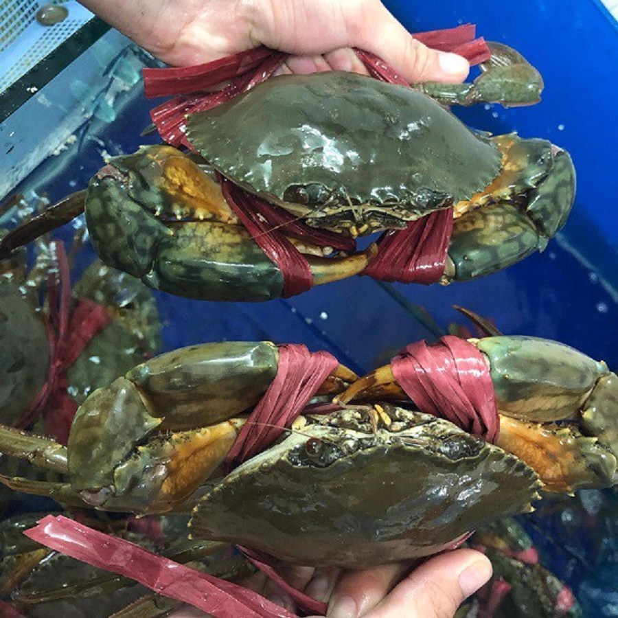 Giá cua Cà Mau tăng nóng chạm mốc 850.000 đồng/kg