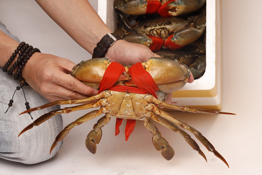 Cua C&agrave; Mau được xem l&agrave; một trong những đặc sản thủy sản c&oacute; gi&aacute; trị cao nhờ chất lượng thịt chắc, vị ngọt đặc trưng, thường được lựa chọn l&agrave;m qu&agrave; biếu dịp lễ lớn