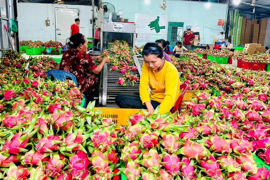 Đ&oacute;ng g&oacute;i thanh long xuất khẩu