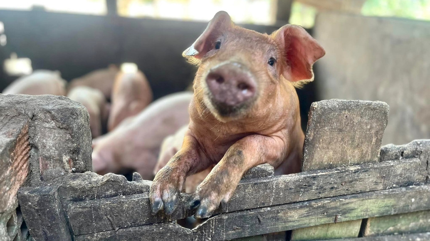 Gi&aacute; heo hơi h&ocirc;m nay 2/1/2026: Gi&aacute; đi ngang, thị trường ổn định trong ng&agrave;y đầu năm (Ảnh minh họa)