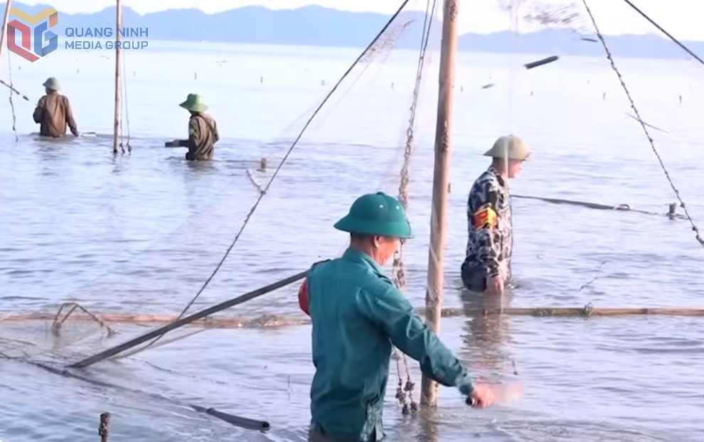 C&aacute;c lực lượng chức năng x&atilde; Quảng H&agrave; th&aacute;o dỡ cọc, đăng đ&aacute;y tr&aacute;i ph&eacute;p ở v&ugrave;ng biển do x&atilde; quản l&yacute;