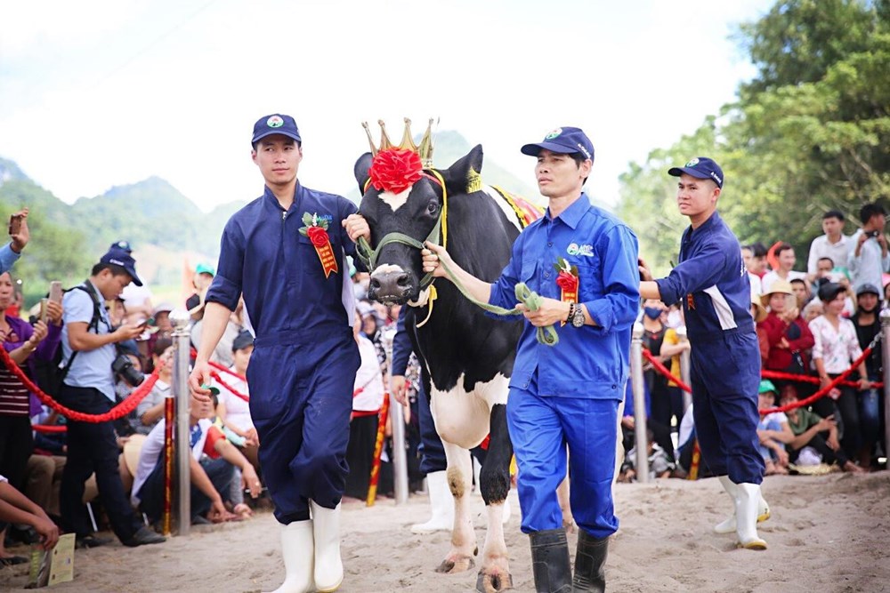 Sơn La: 40 “nàng hậu” bò sữa sẵn sàng tranh tài, mở màn mùa du lịch Mộc Châu 2026