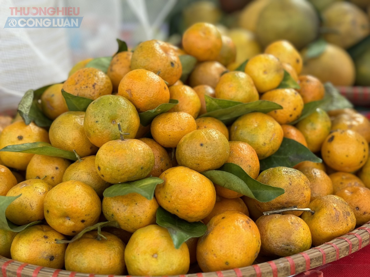 Thanh Hóa chú trọng xây dựng các chuỗi giá trị trong sản xuất nông nghiệp