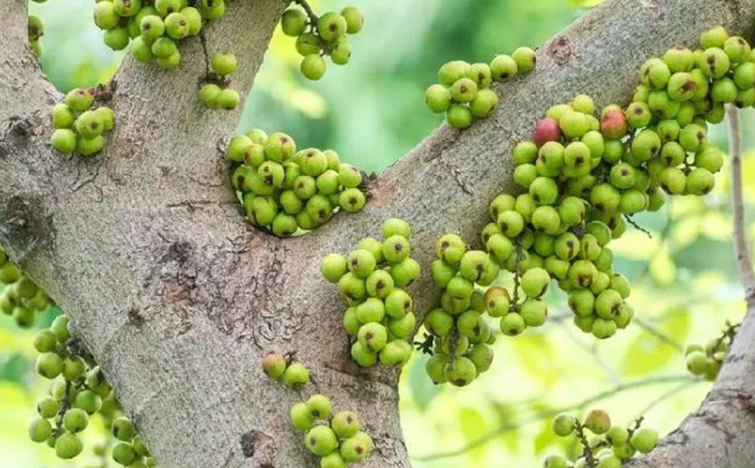 Quả sung và những công dụng bất ngờ cho sức khỏe