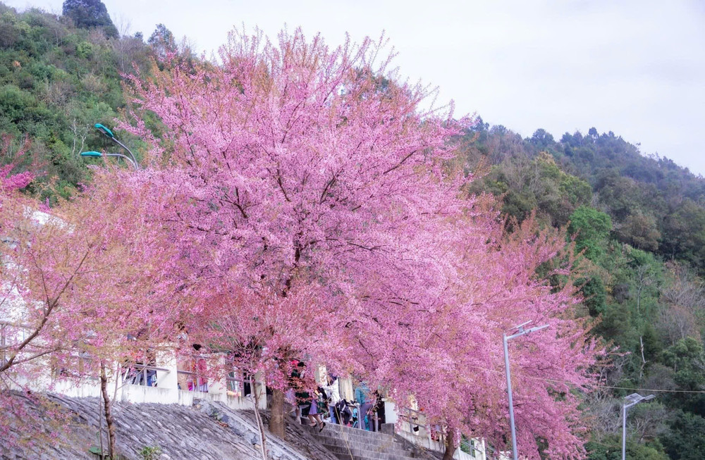 Hoa mai anh đào nở rộ trên vùng đất cực Bắc của Tổ quốc. Hoa mai anh đào nở rộ trên vùng đất cực Bắc của Tổ quốc.