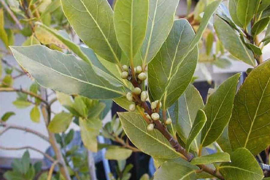 Những lá cây "độc - lạ" ở Việt Nam xuất khẩu thu về triệu USD