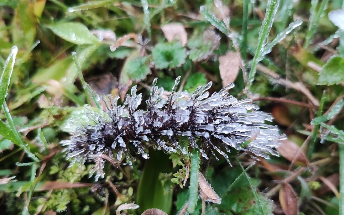 Nhiệt độ xuống thấp, ở đỉnh Mẫu Sơn giá lạnh, sương muối đọng trên cỏ cây, báo hiệu băng giá xuất hiện. Nhiệt độ xuống thấp, ở đỉnh Mẫu Sơn giá lạnh, sương muối đọng trên cỏ cây, báo hiệu băng giá xuất hiện.