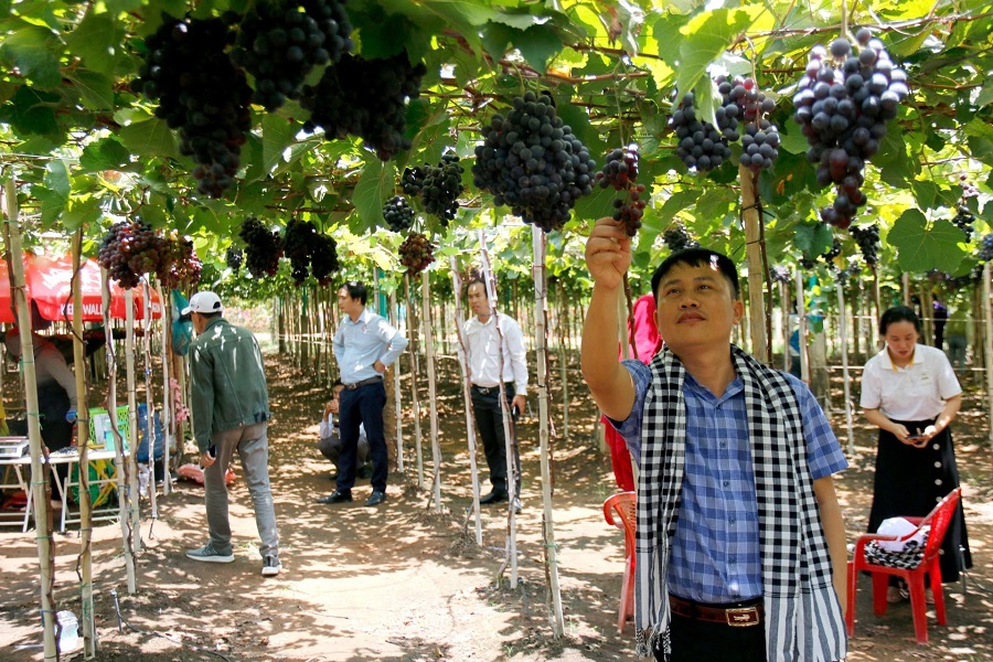 Tham quan m&ocirc; h&igrave;nh du lịch n&ocirc;ng nghiệp ở x&atilde; Tuy Phong. Ảnh PV