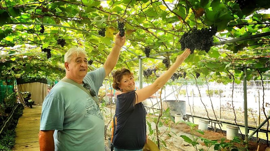 Du khách Tây thăm vườn nho trĩu quả tại nhà dừa ở Vĩnh Long. Du khách Tây thăm vườn nho trĩu quả tại nhà dừa ở Vĩnh Long.