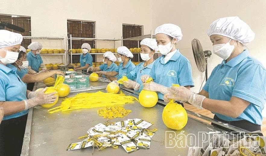 Phú Thọ thúc đẩy kinh tế tập thể, tạo sức bật cho khu vực nông thôn