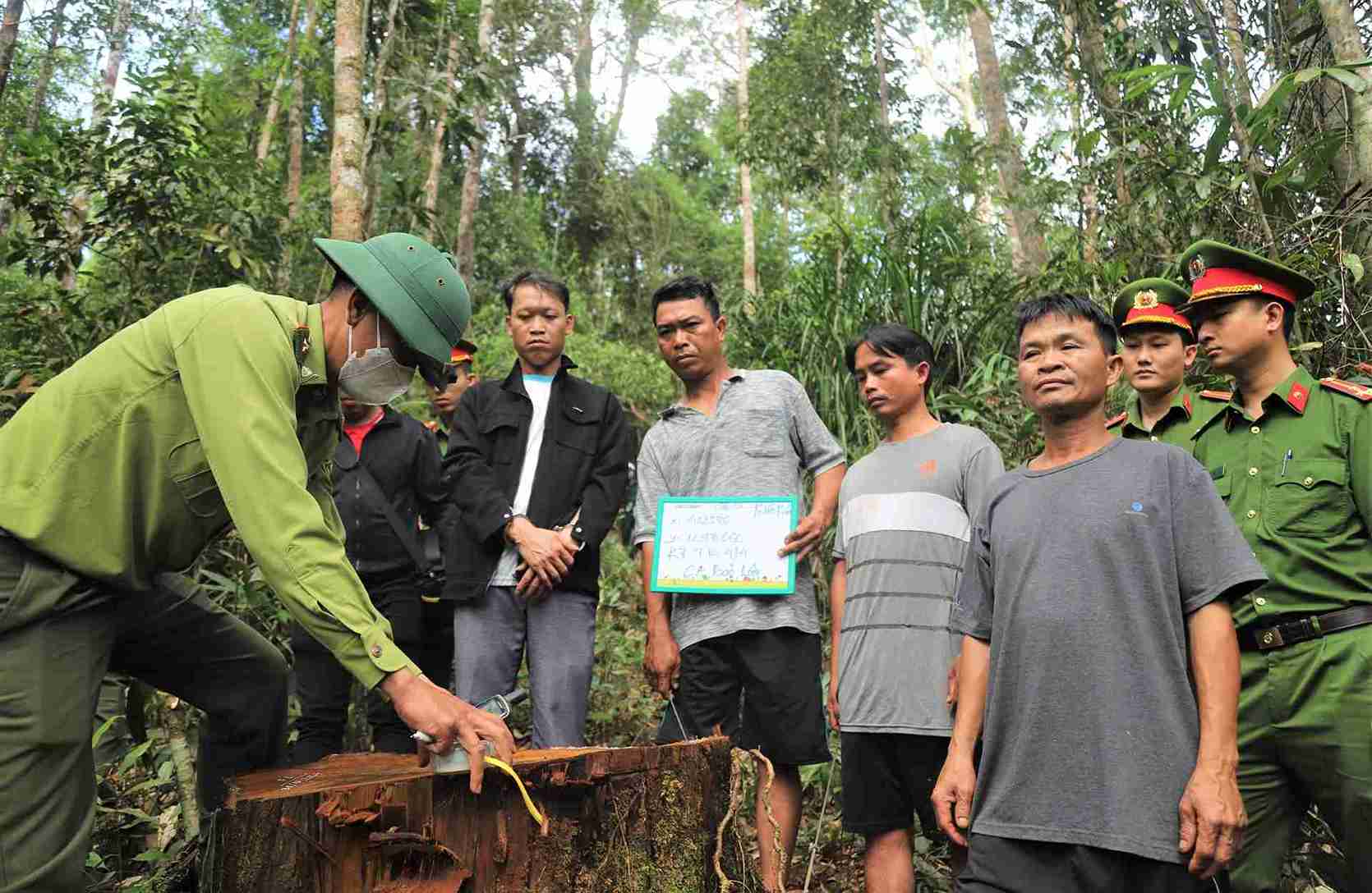 Lâm Đồng công bố đường dây nóng bảo vệ rừng, sẵn sàng “phản ứng nhanh” trước vi phạm và cháy rừng