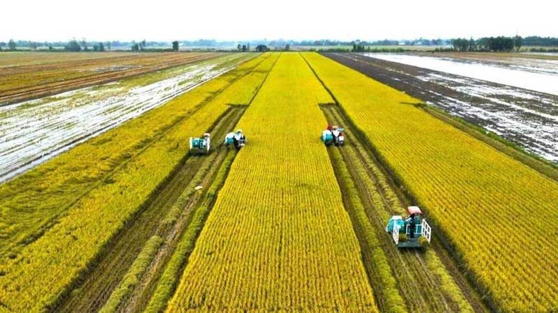 Nhãn hiệu Gạo Việt xanh phát thải thấp - tấm hộ chiếu nâng tầm vị thế trên thị trường quốc tế