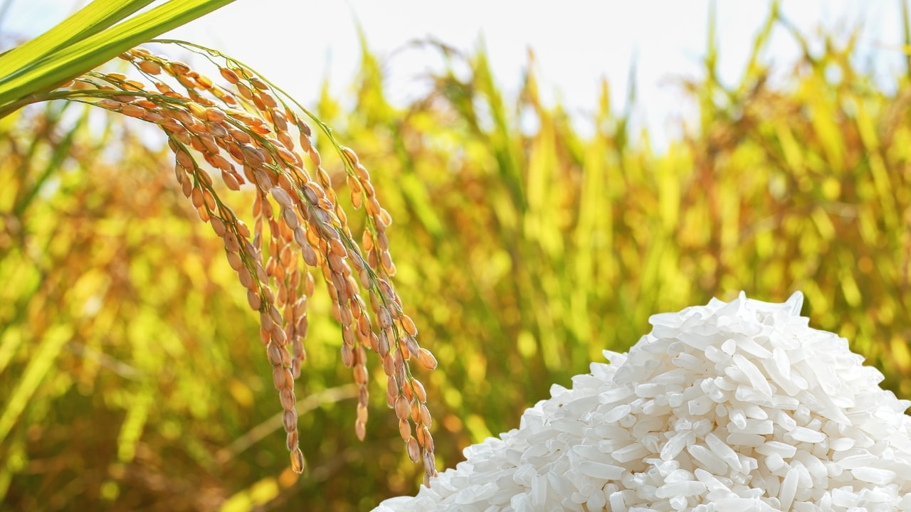 Gi&aacute; l&uacute;a gạo h&ocirc;m nay 5/1: Thị trường đi ngang. (Ảnh minh họa)